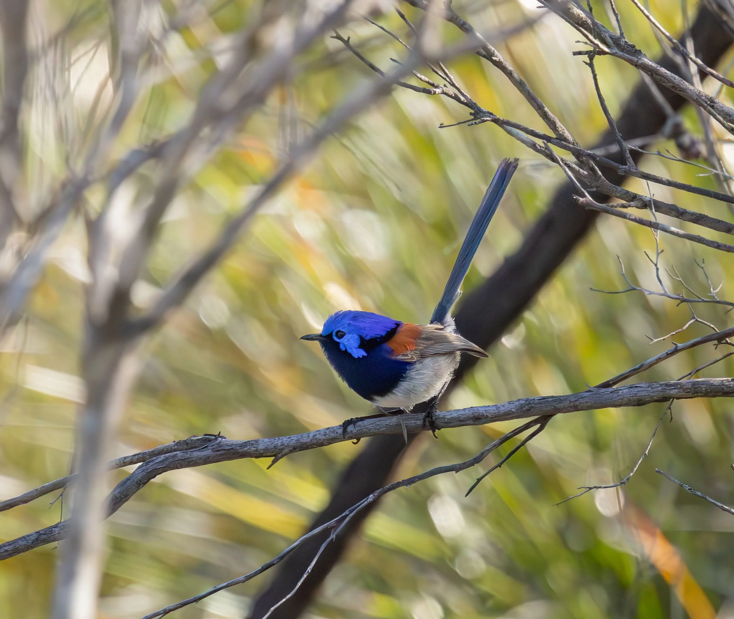 Blue-breasted Fairywren