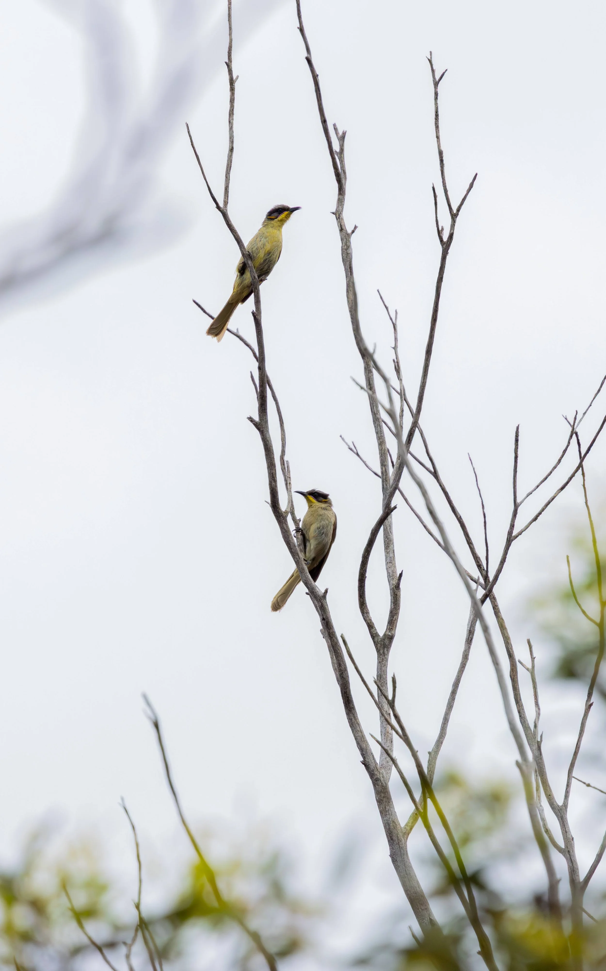 Purple-gaped Honeyeater