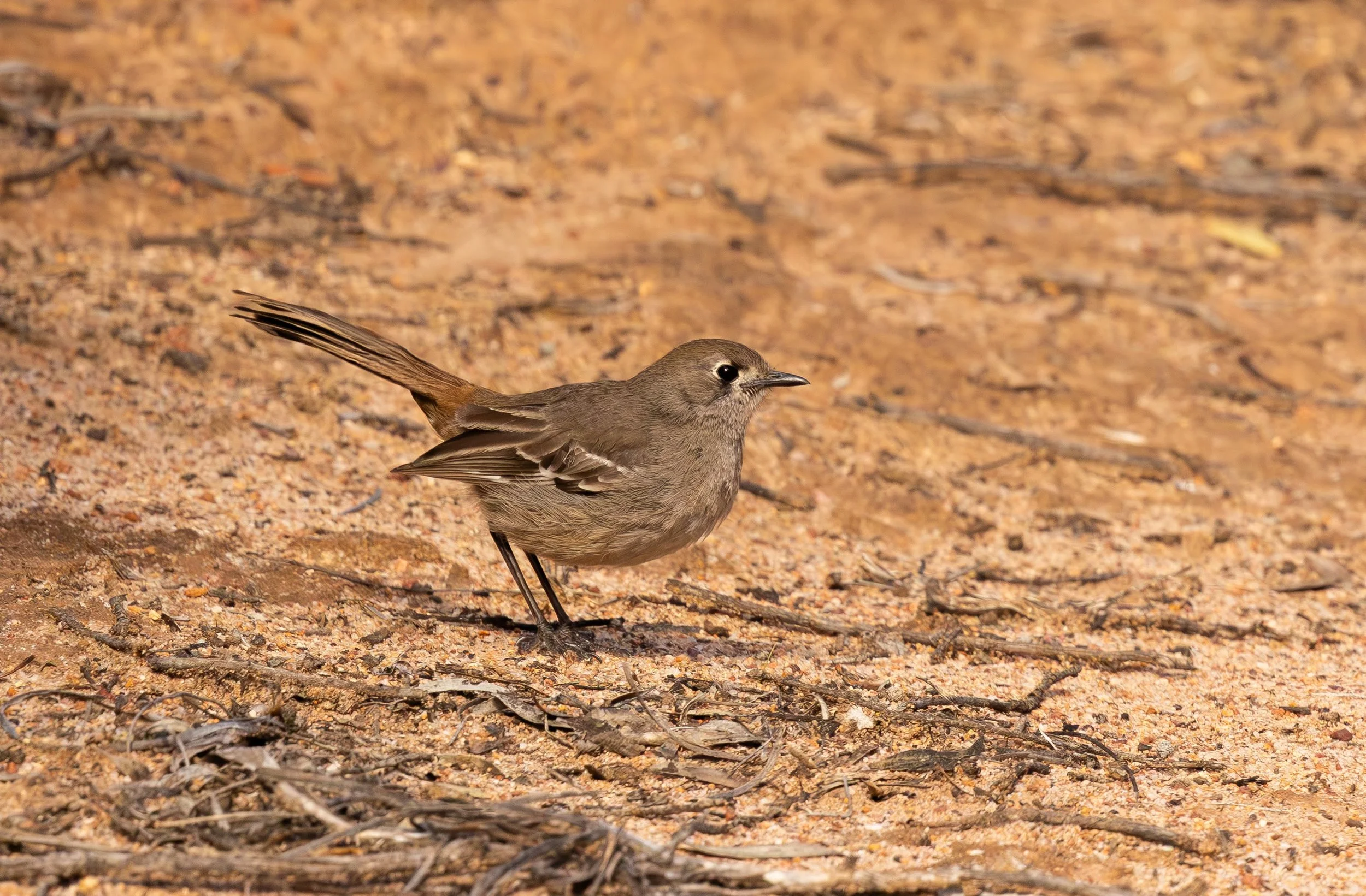 Southern Scrub-Robin
