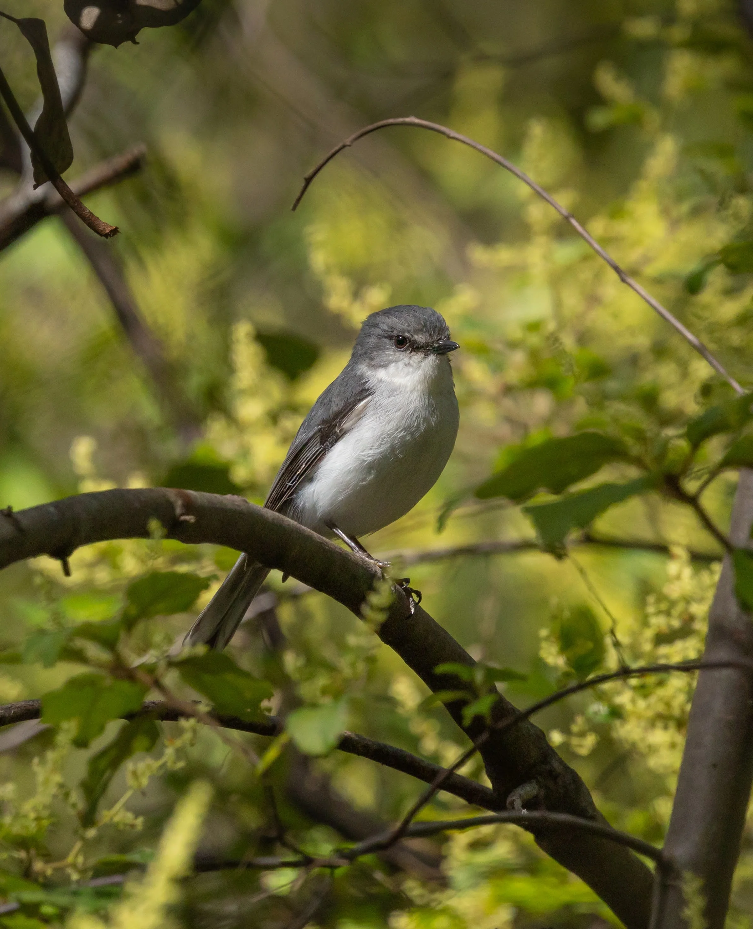 White-breasted Robin