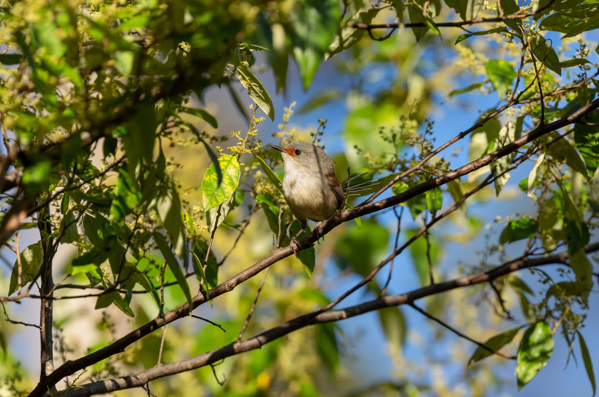 Red-winged Fairywren