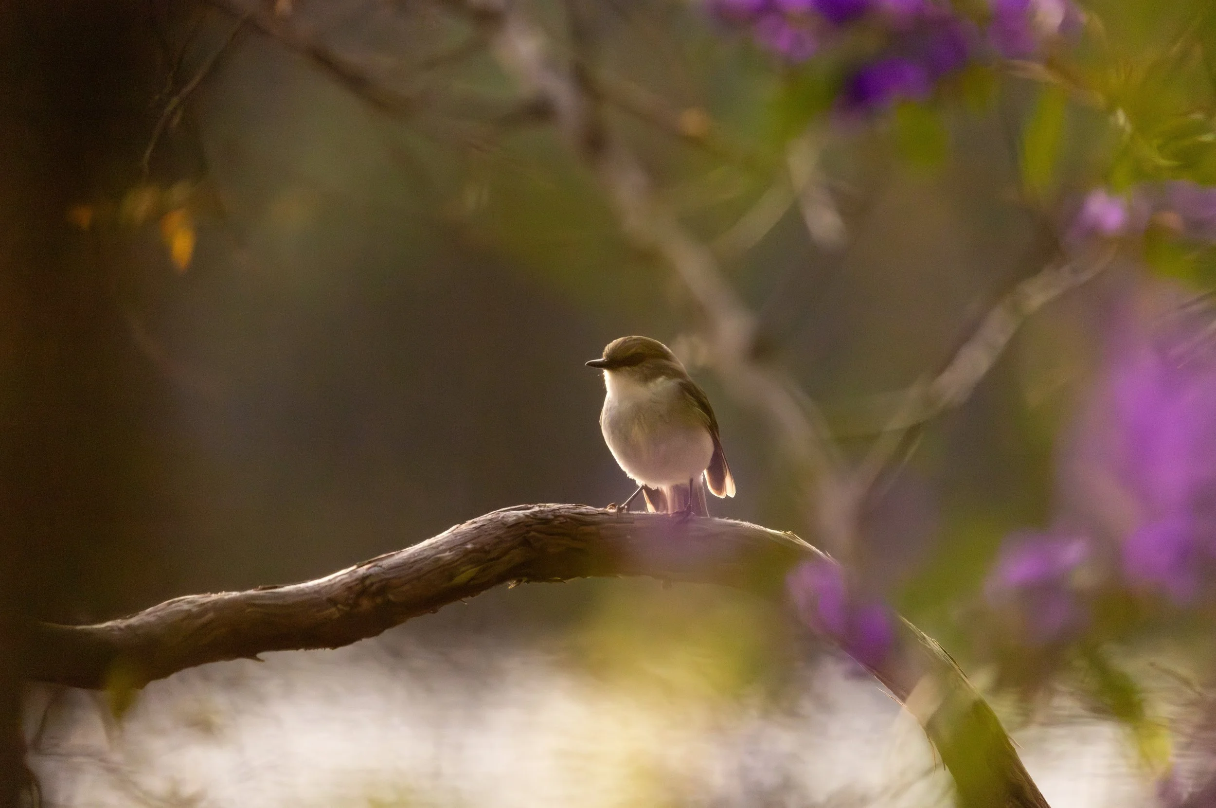 White-breasted Robin