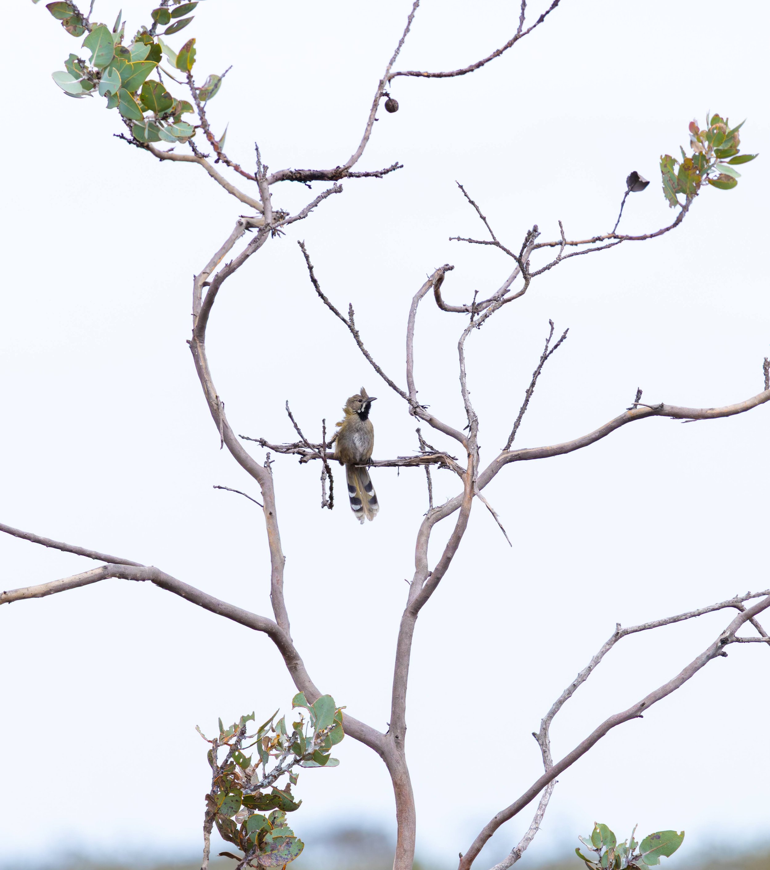 Western Whipbird