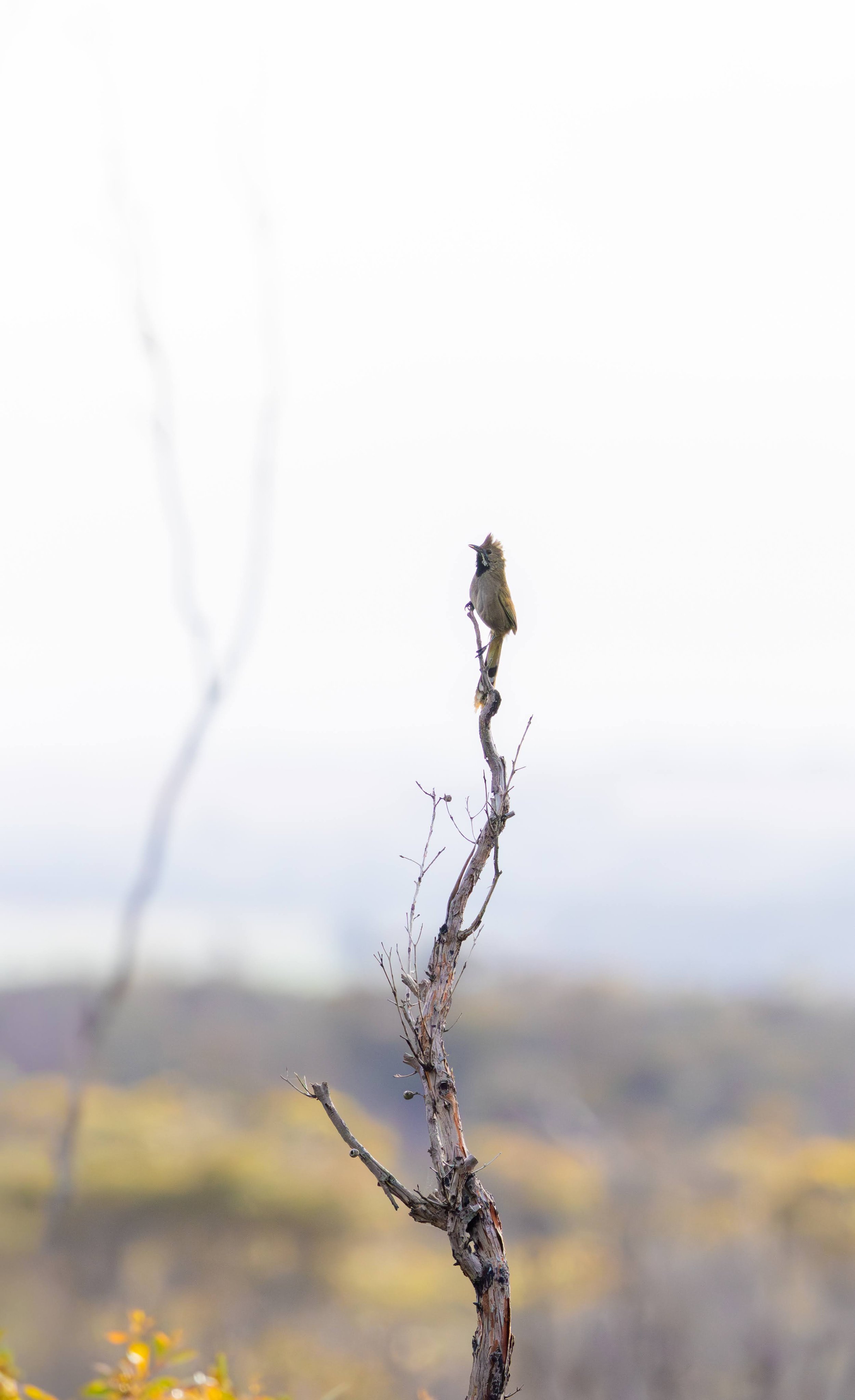 Western Whipbird