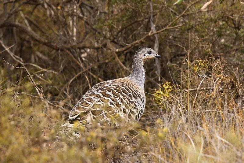 Malleefowl