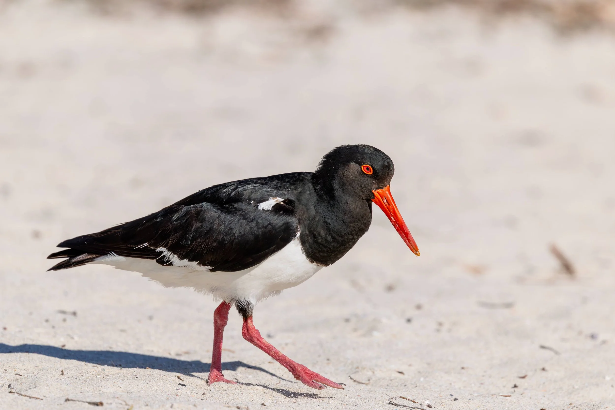 Australian Pied Oystercatcher Rottnest Island