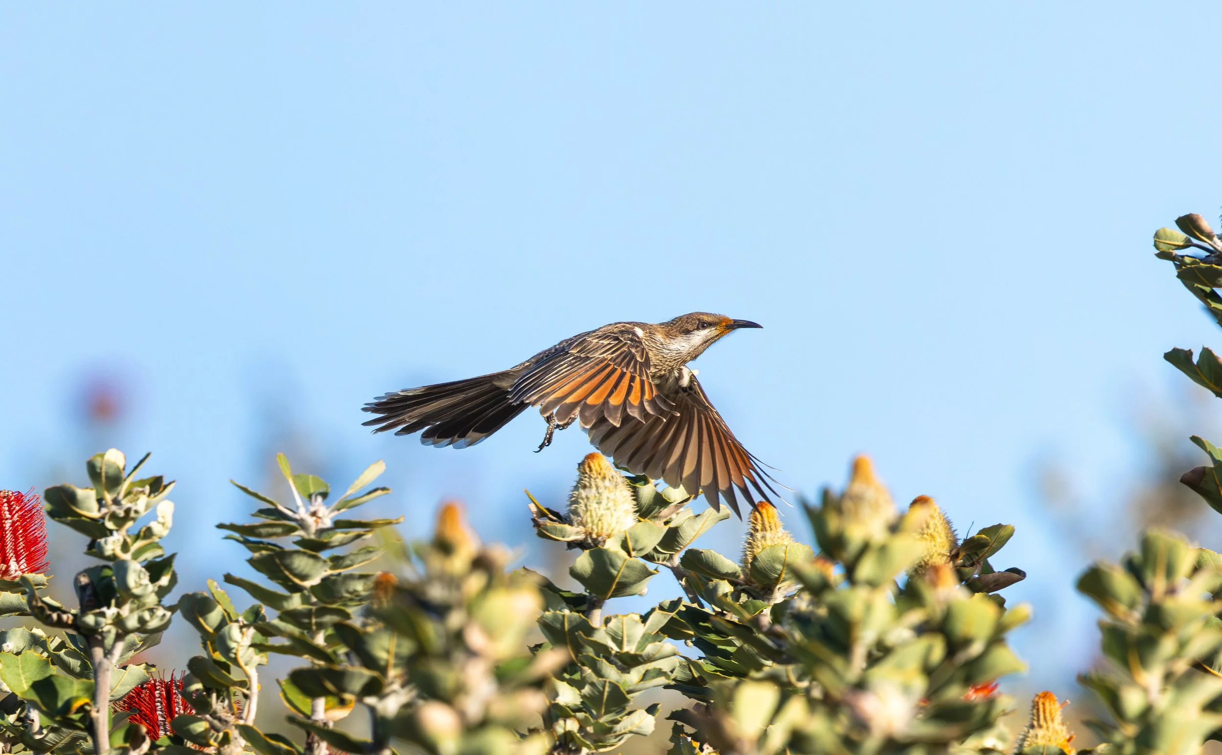 Western Wattlebird