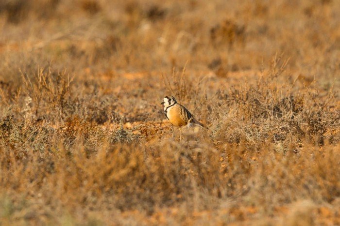Inland Dotterel