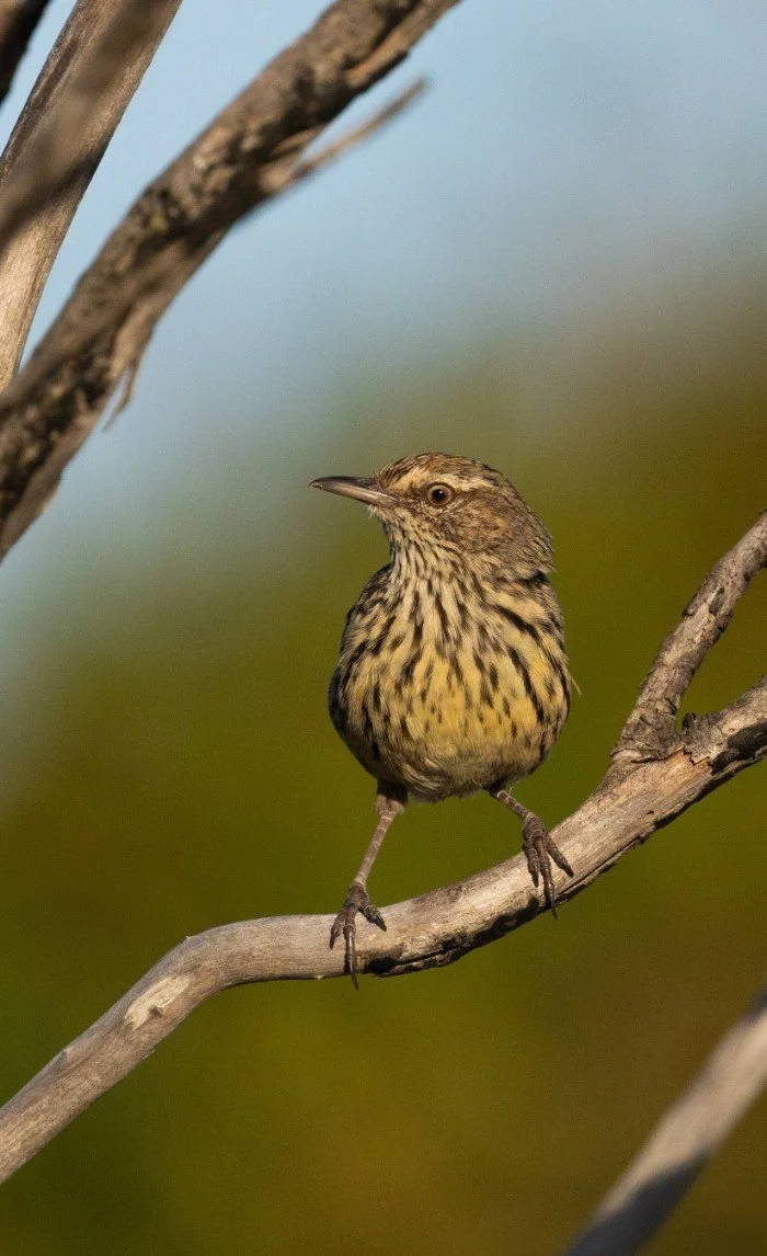 Western Fieldwren