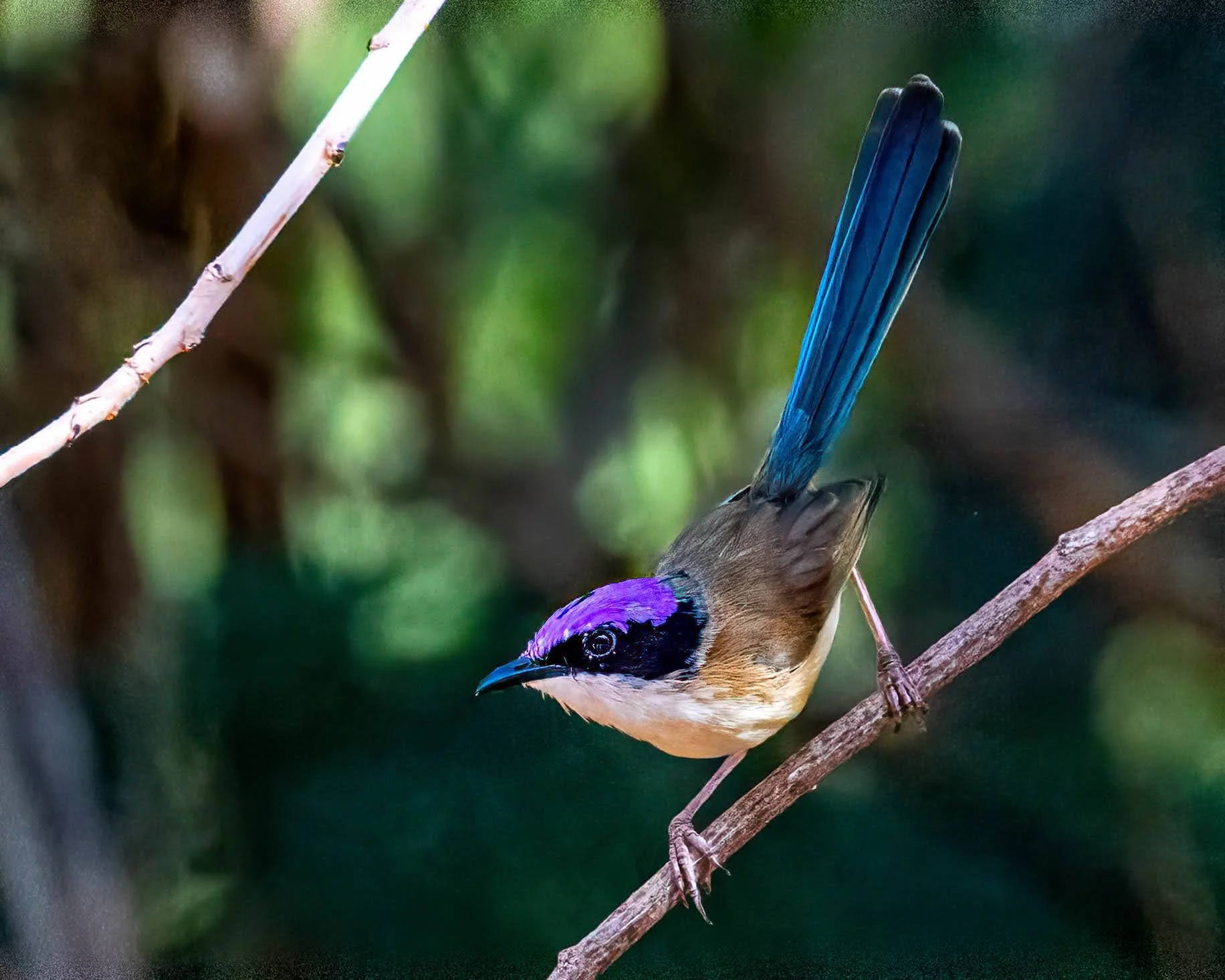 Purple-crowned Fairywren