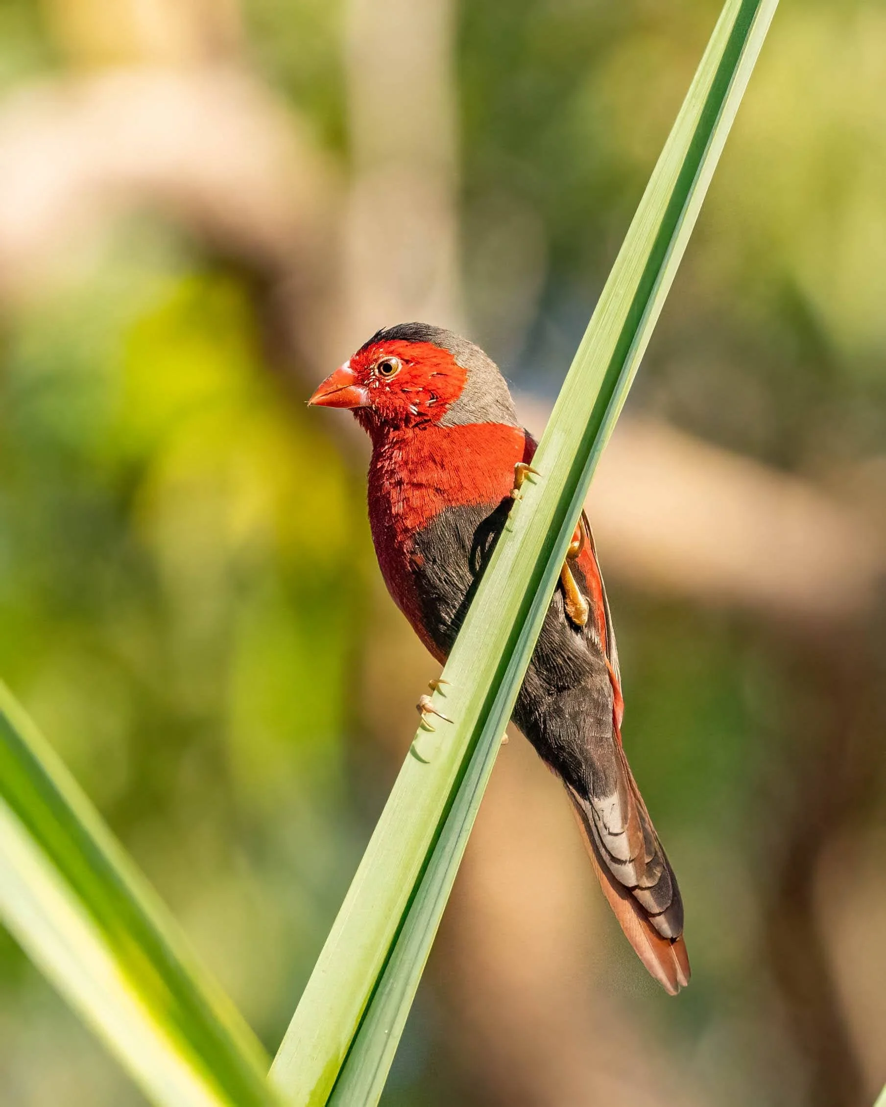 Crimson Finch