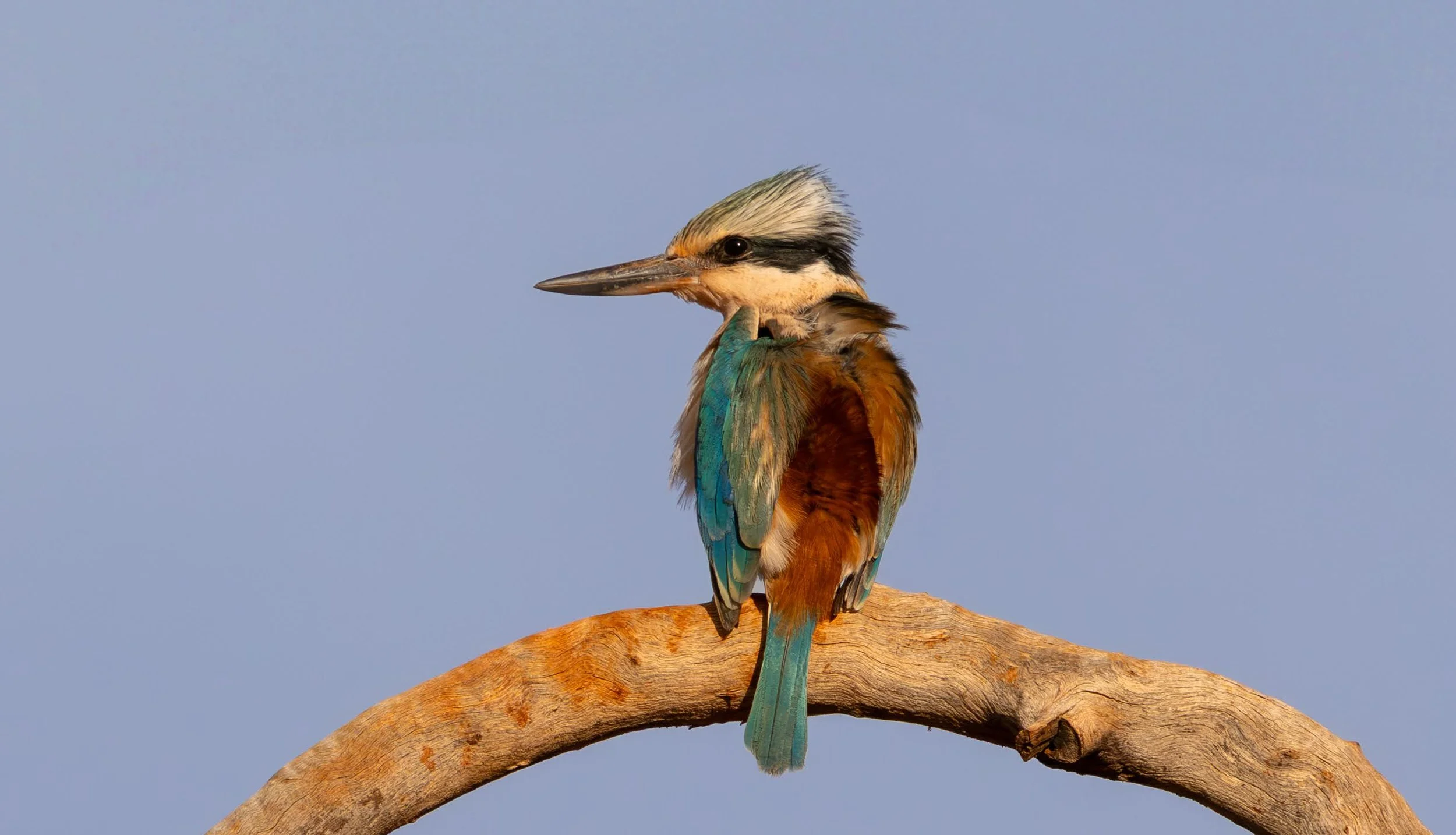 Red-backed Kingfisher