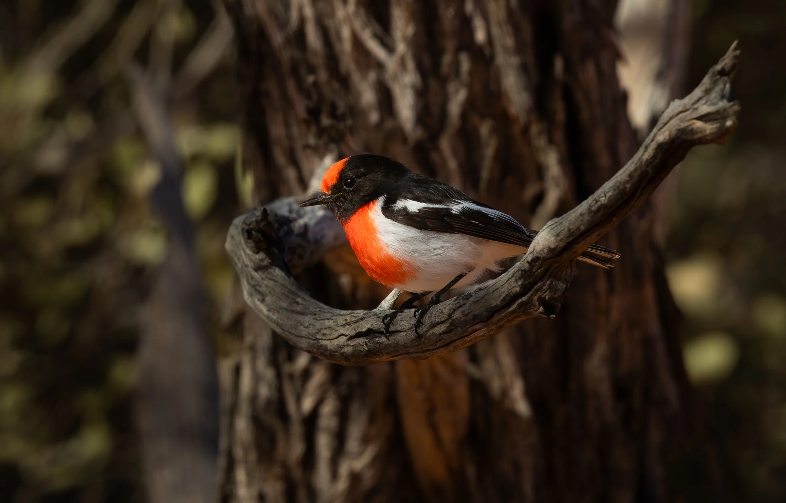 Red-capped Robin