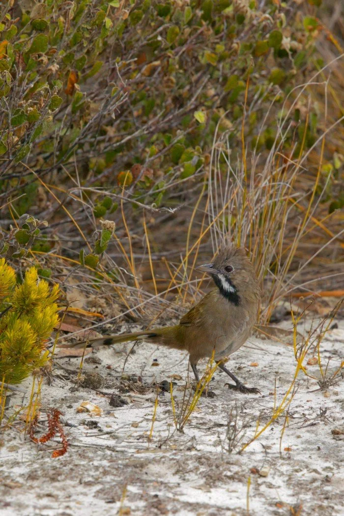 Western Whipbird