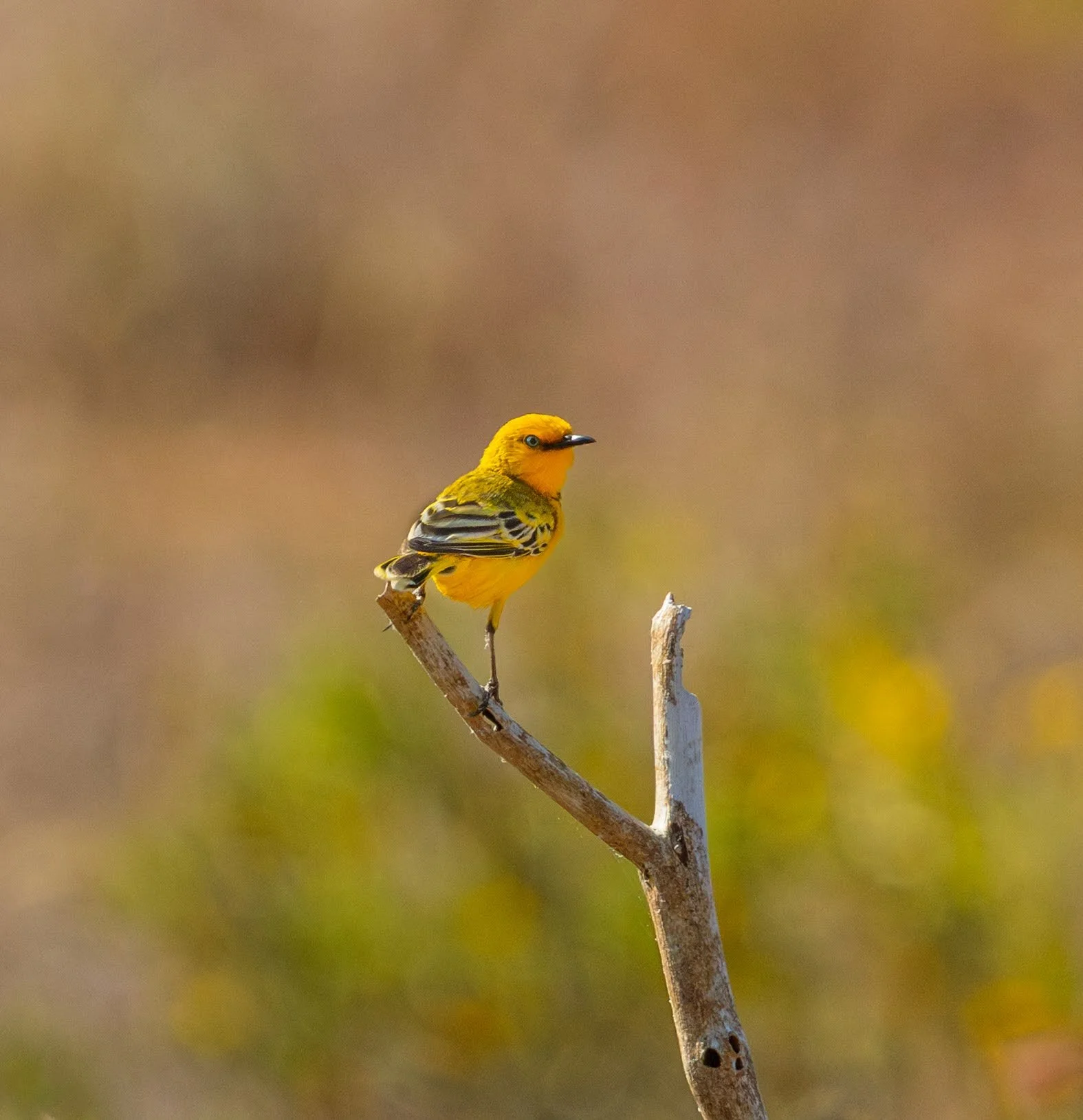 Yellow Chat