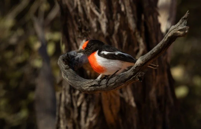 Red-Capped Robin