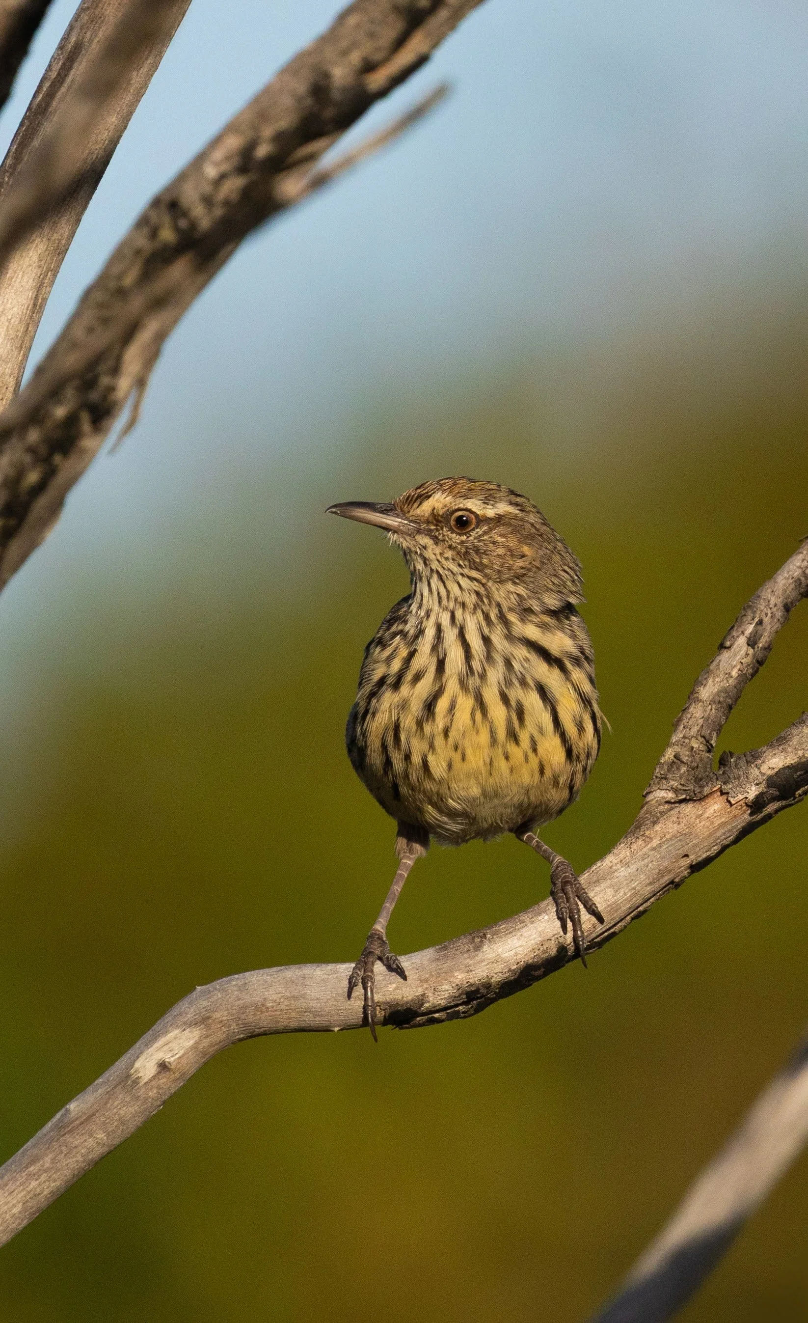 Western Fieldwren