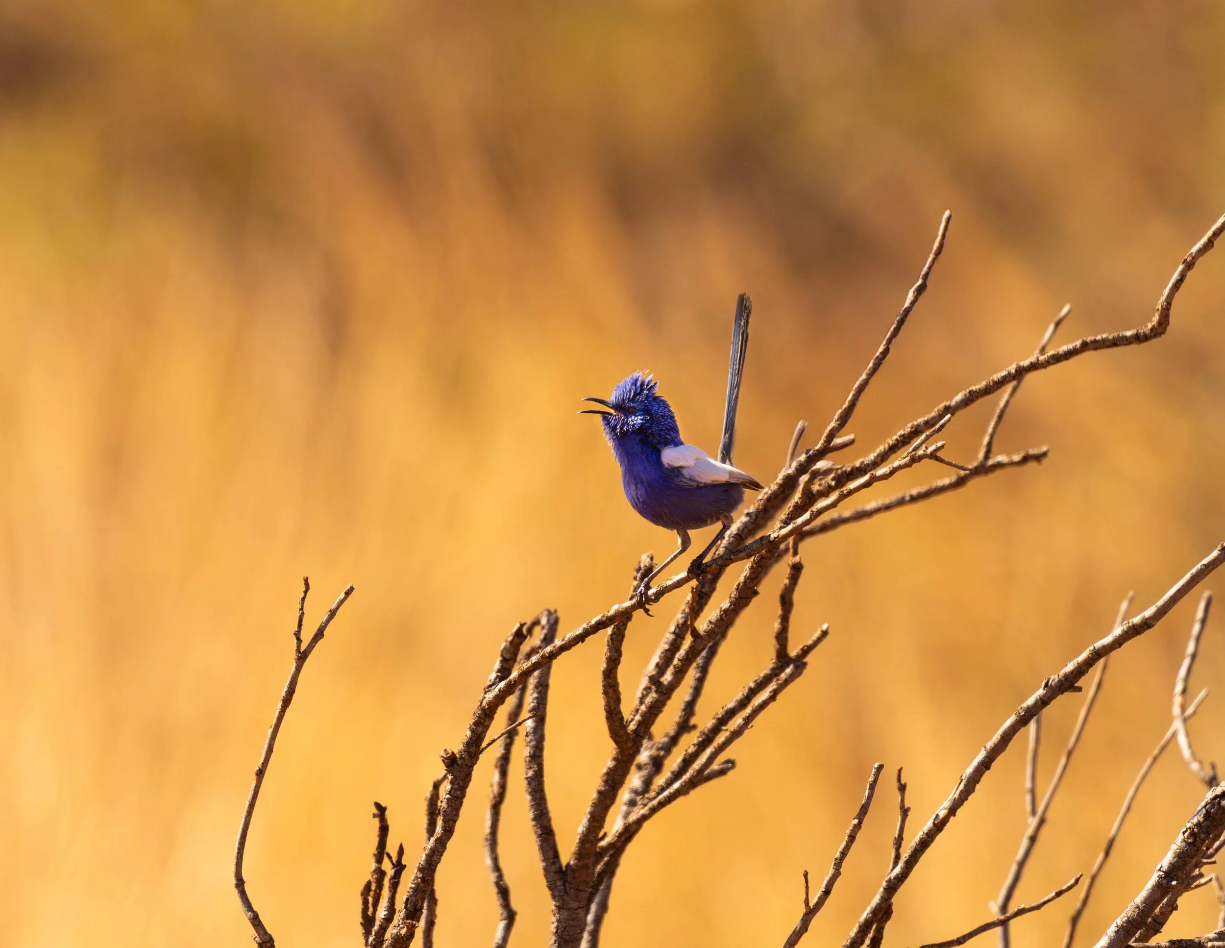 White-winged Fairywren