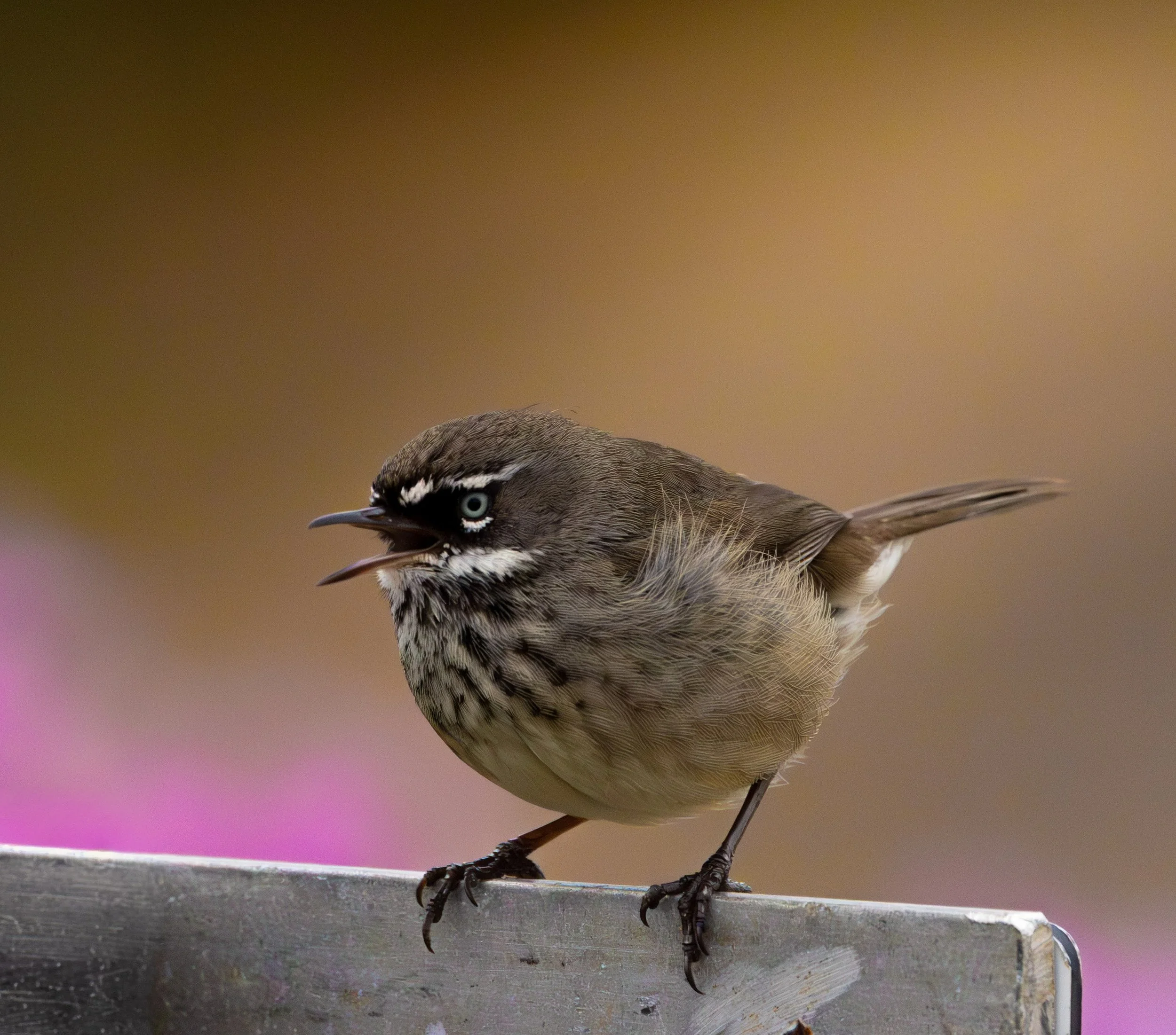 Spotted Scrubwren Western Australia