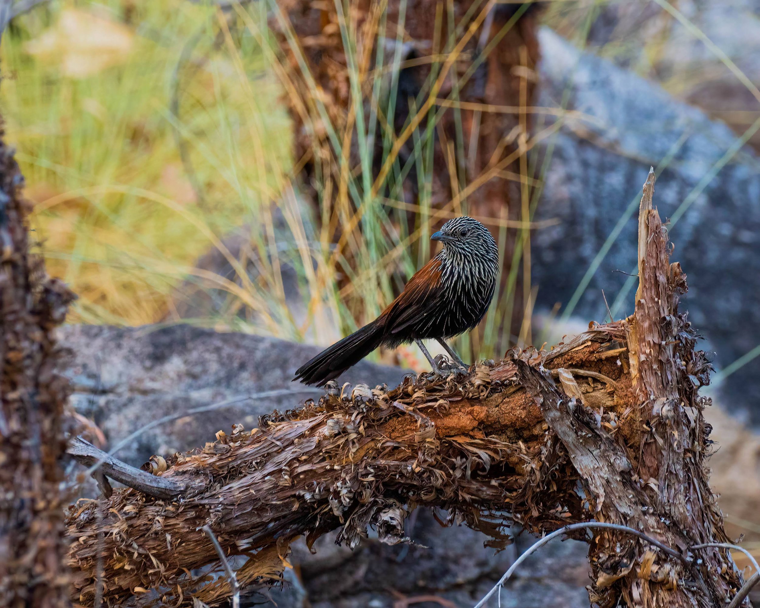 Black Grasswren