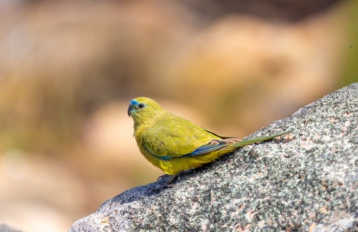 Rock Parrot