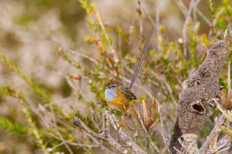 Southern Emu-wren