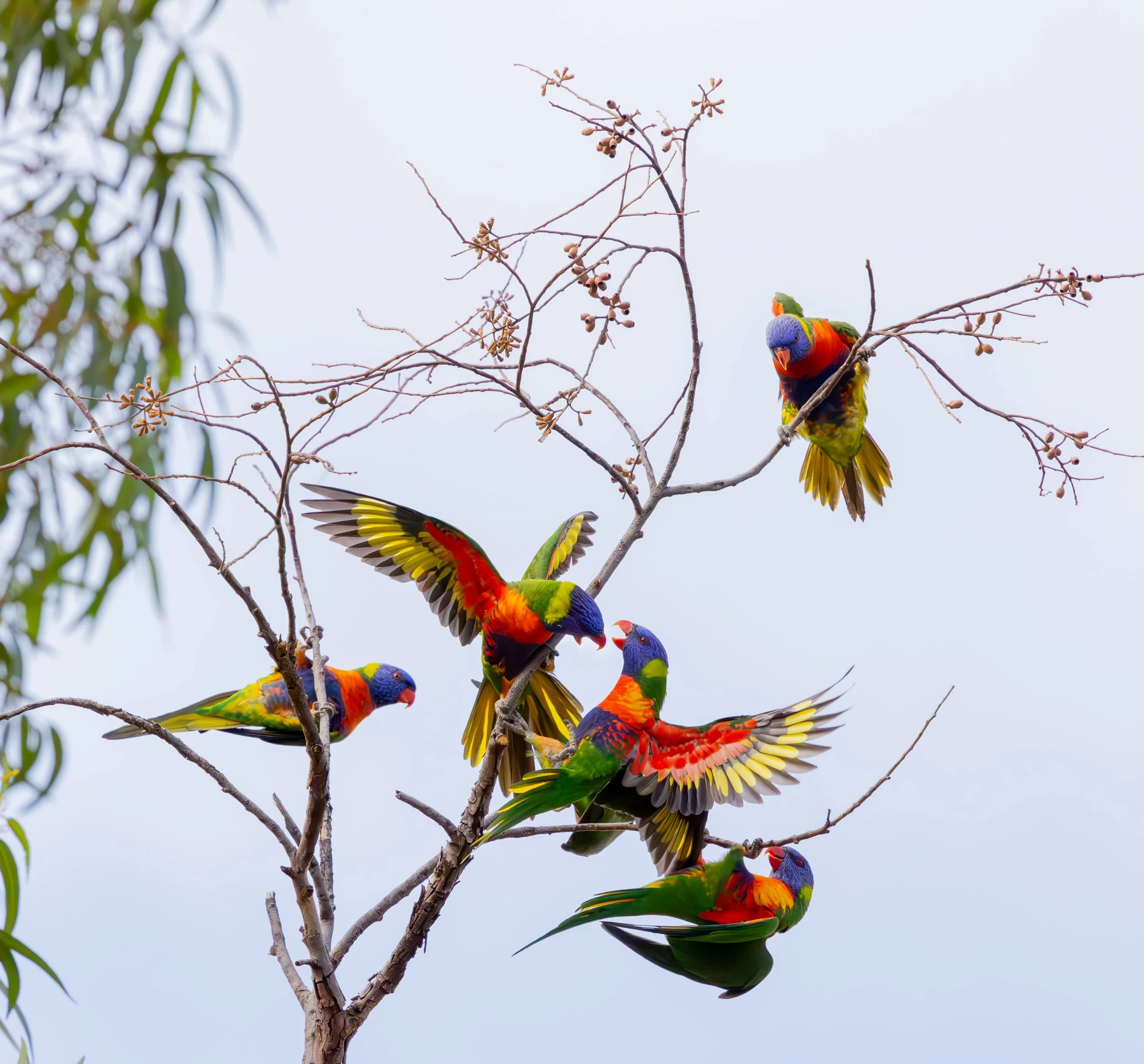 Rainbow Lorikeet