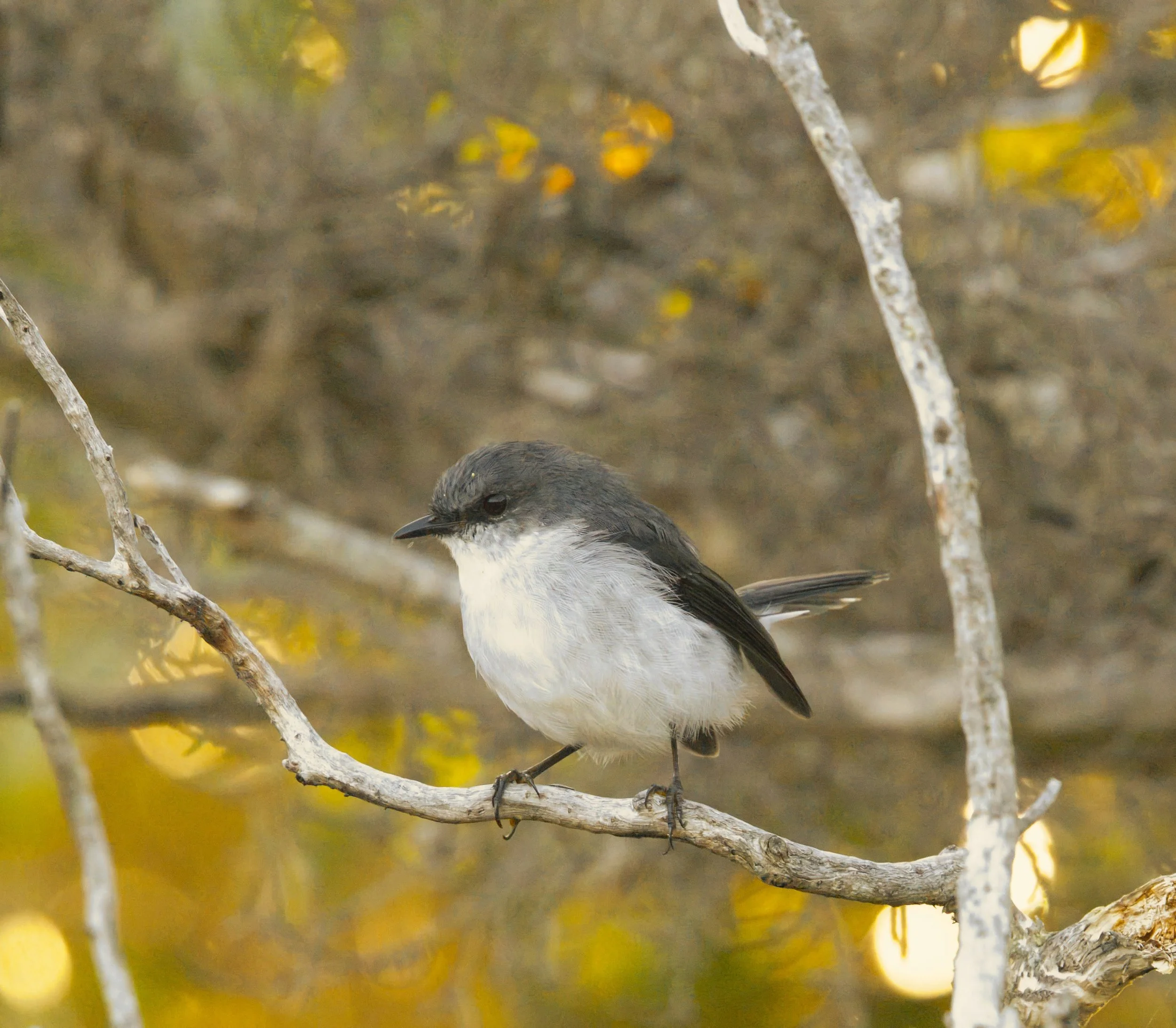 Carnaby's Black Cockatoo