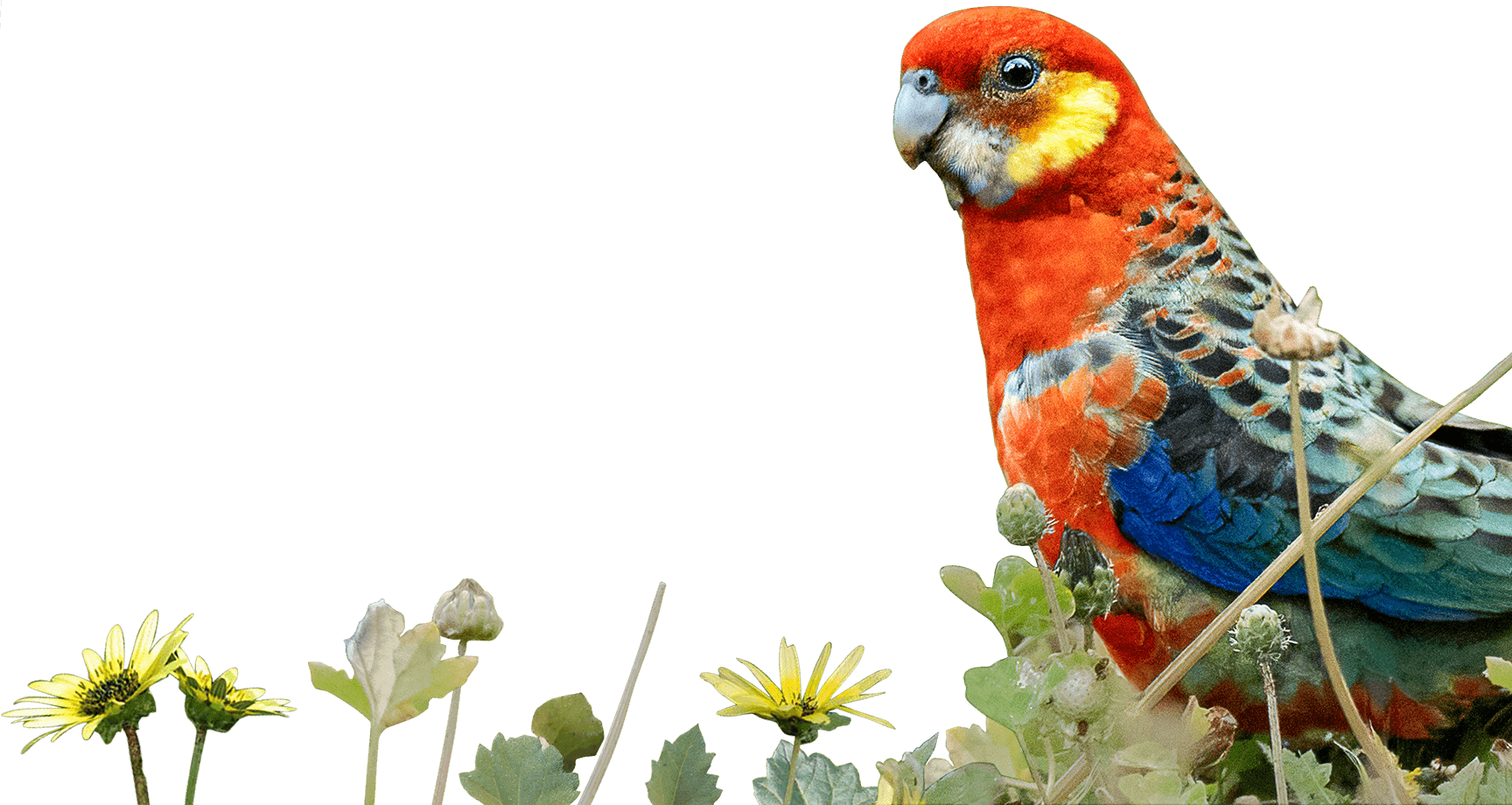See the western rosella on a WA birding tour