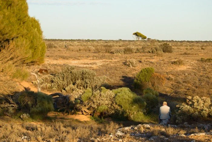 Nullarbor Bird Watching Tours Australia