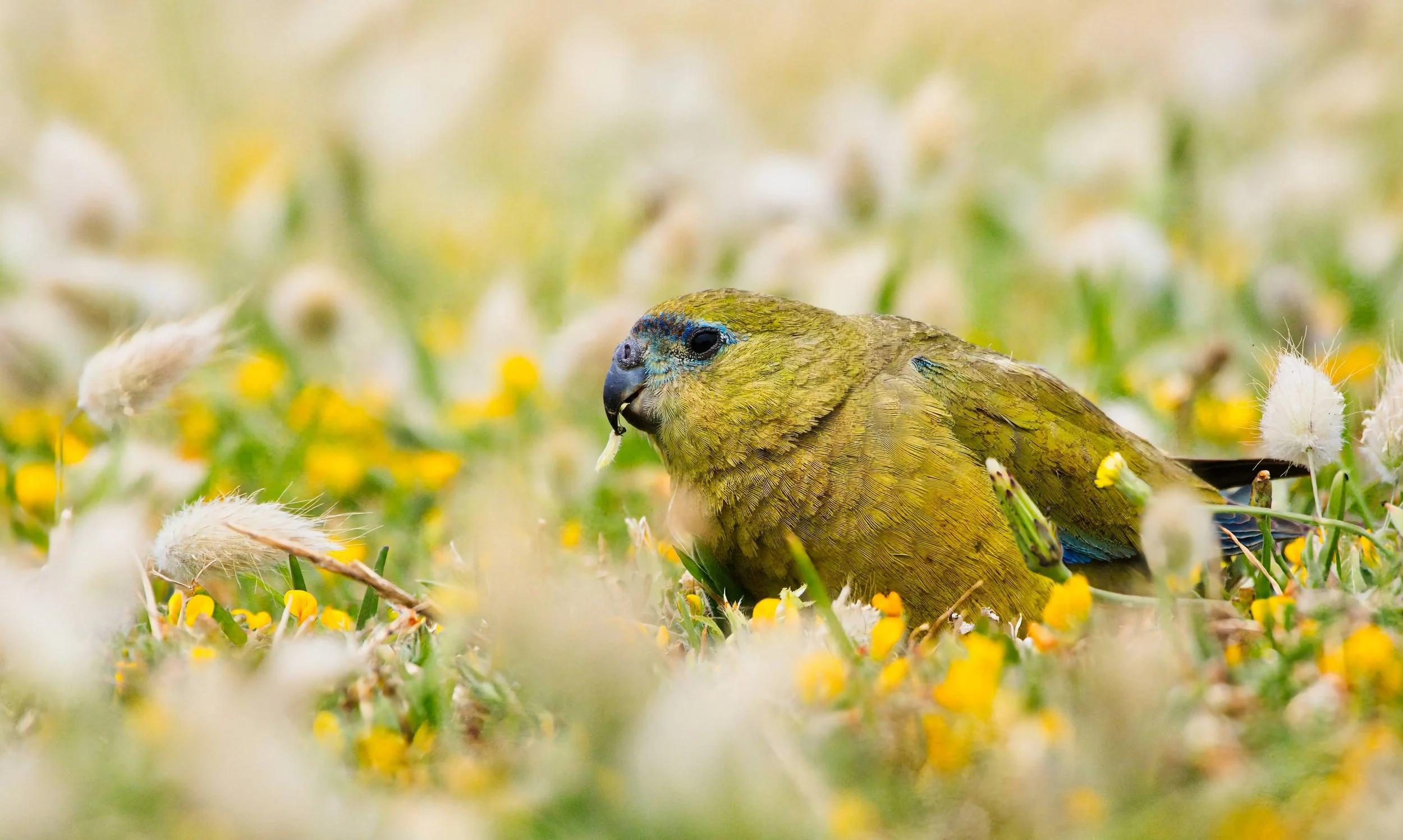Rock Parrot - Cape Leeuwin 30Nov24 (3).jpg