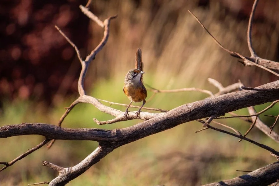 Pilbara Grasswren