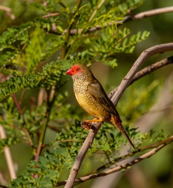 Star Finch