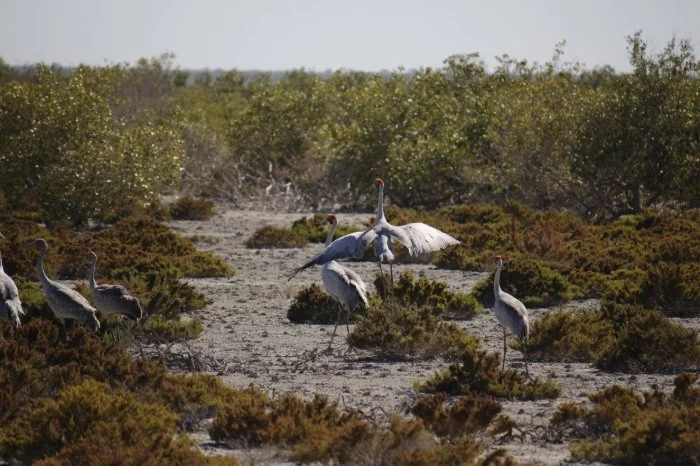 Brolga