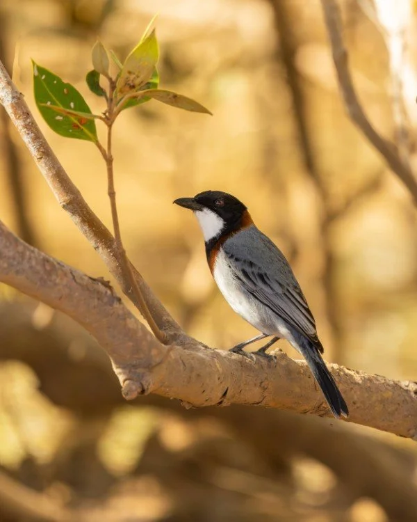 White-Breasted Whistler