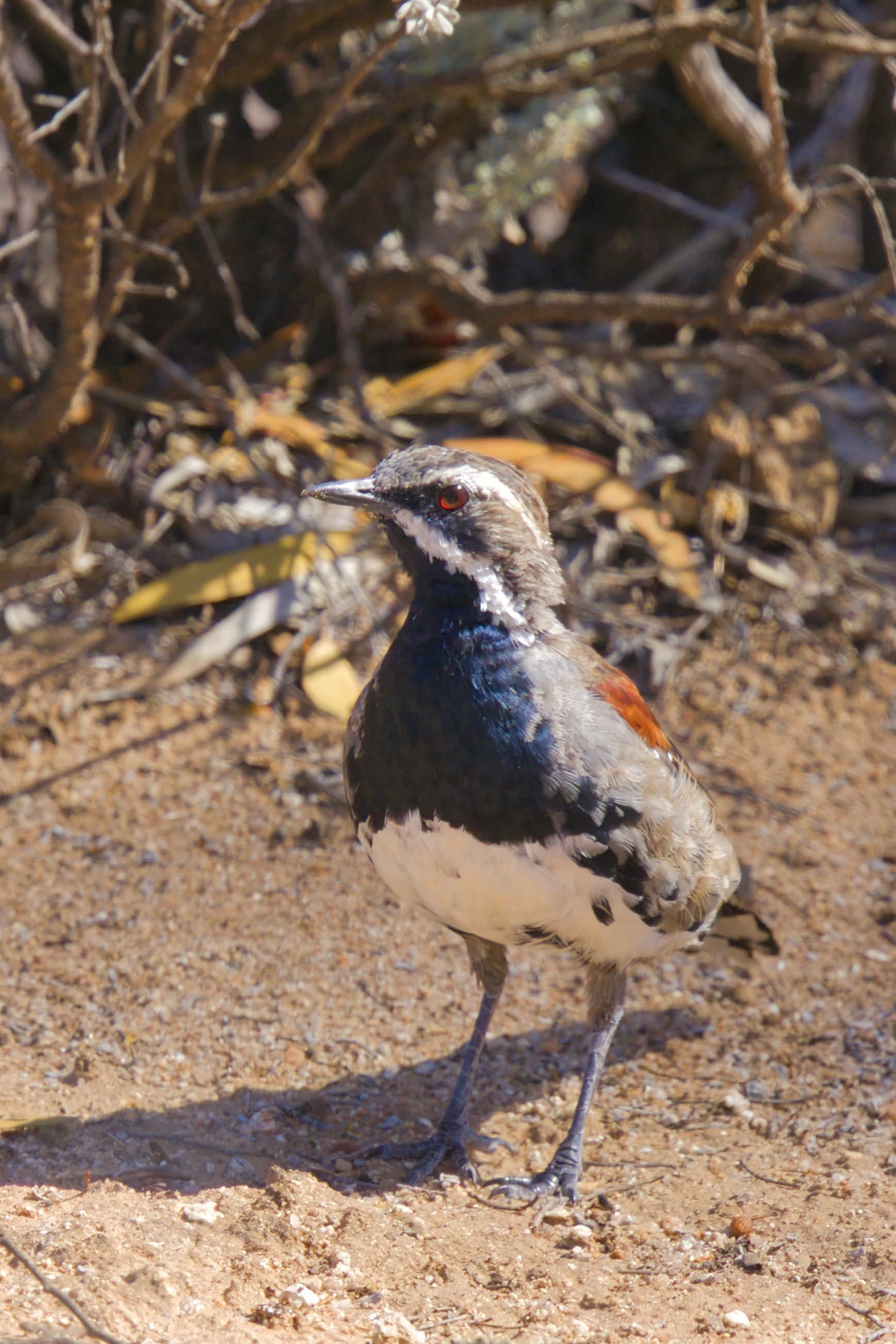Copperback Quail-thrush