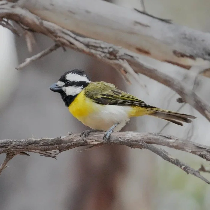 Western Shrike-Tit