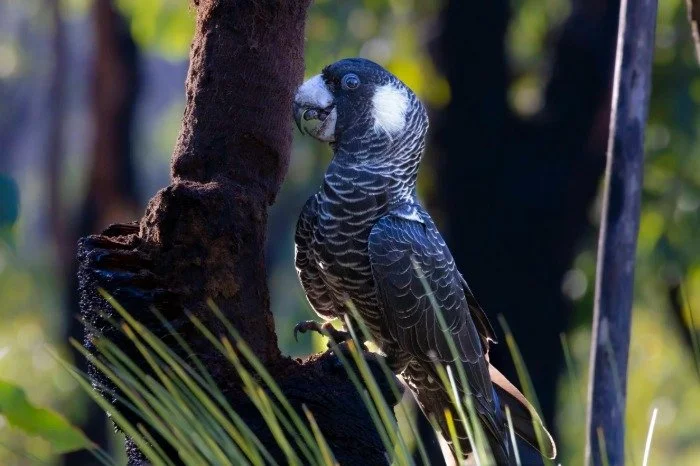 Baudin's Black Cockatoo