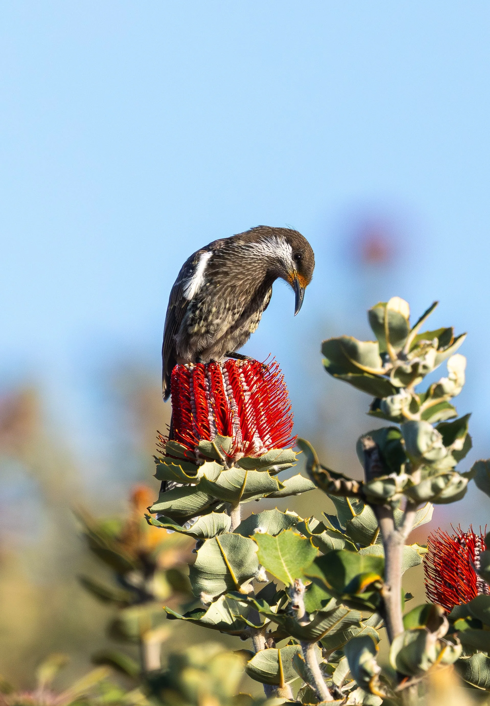 Western Wattlebird Perth Birding