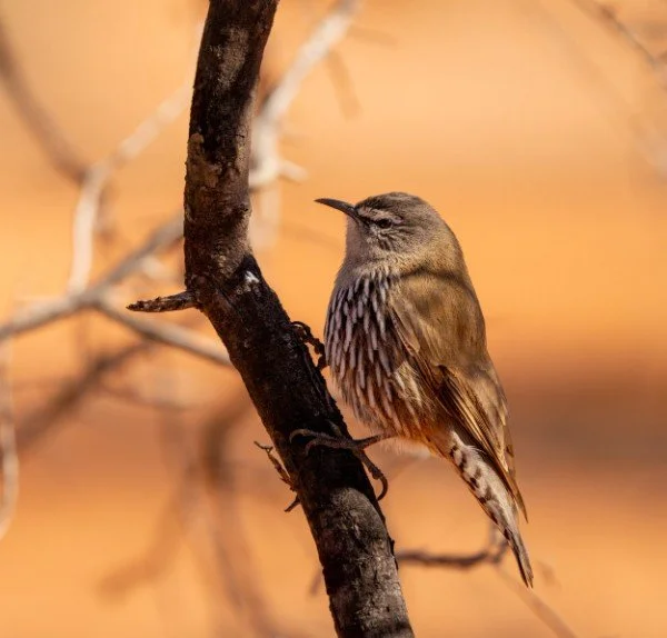 White-Browed Treecreeper