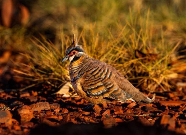 Spinifex Pigeon