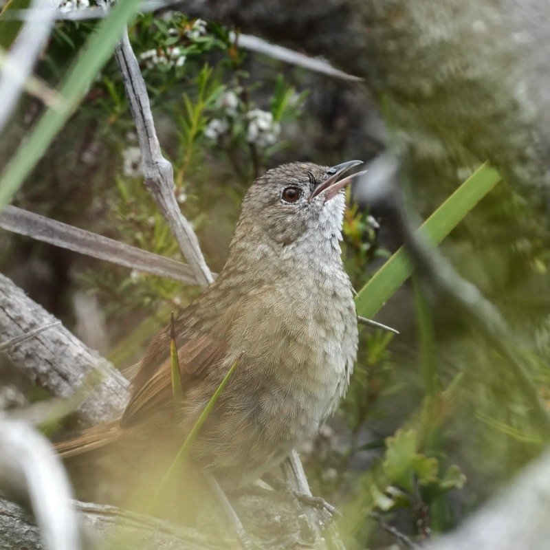 Western Bristlebird