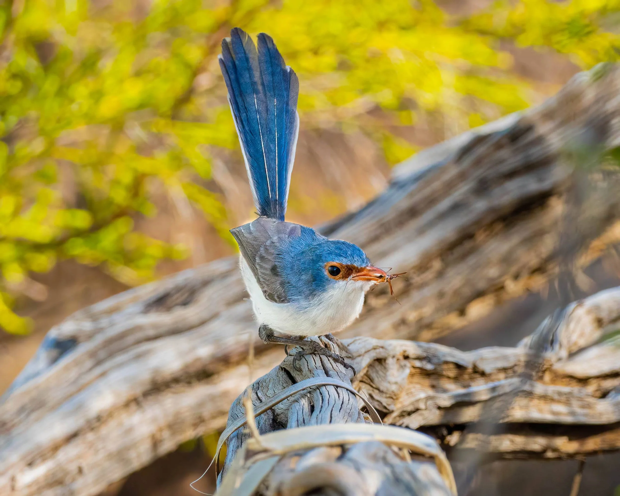 Purple-backed Fairywren