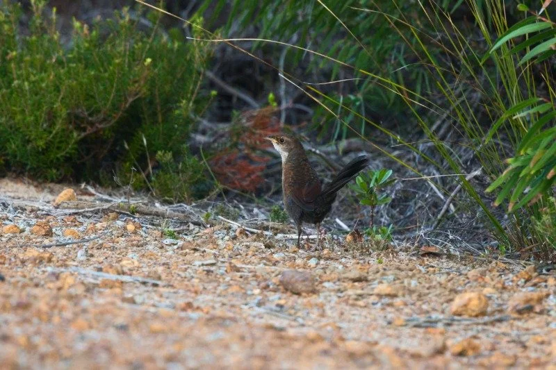 Noisy Scrub-bird