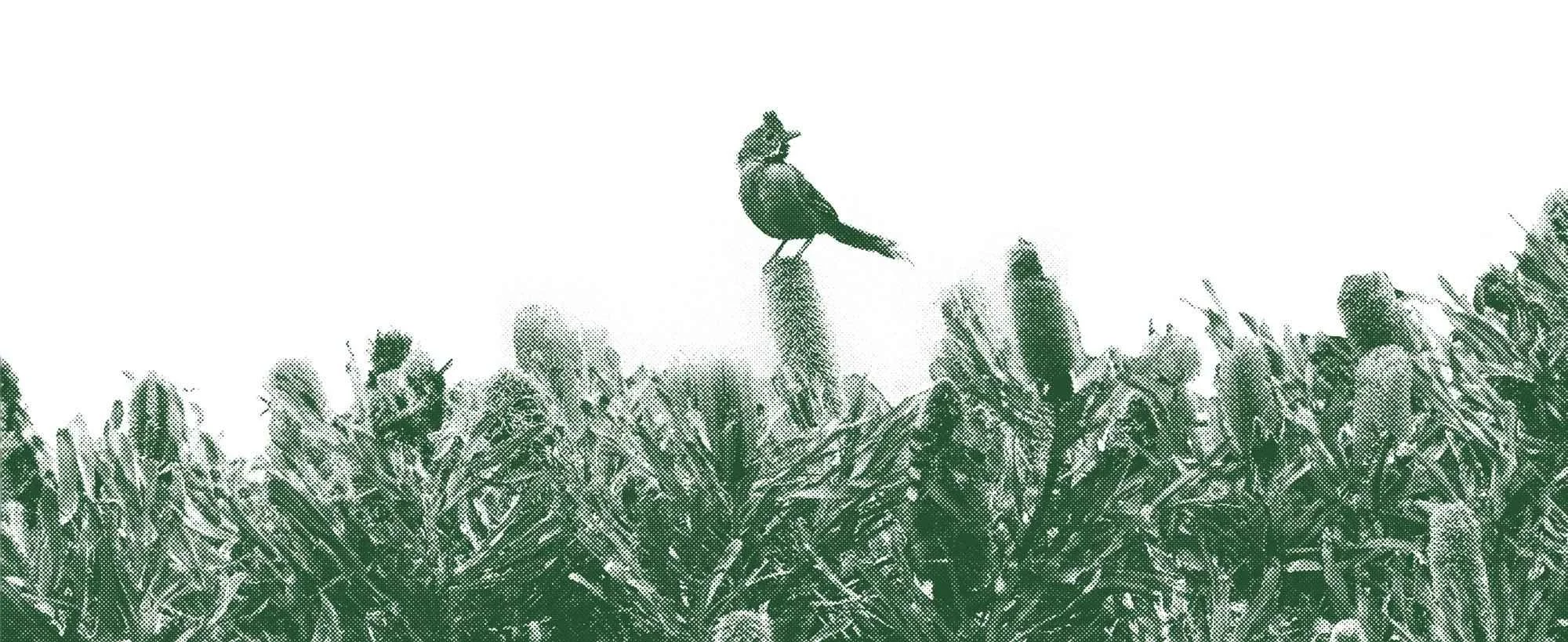Southwest Bird Watching Tour - Western Australia