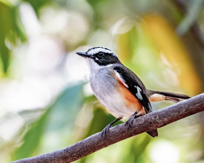 Buff-sided Robin.jpeg