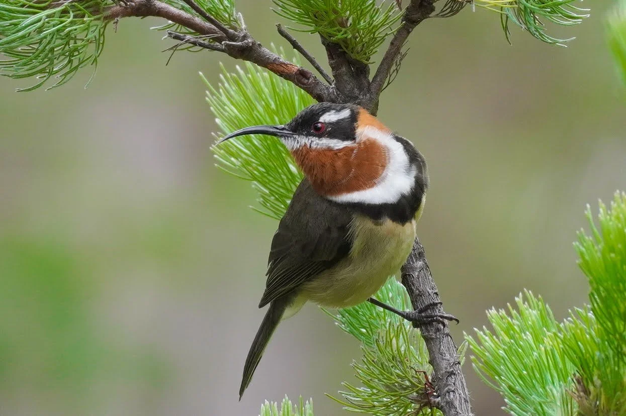 Western Shrike-tit