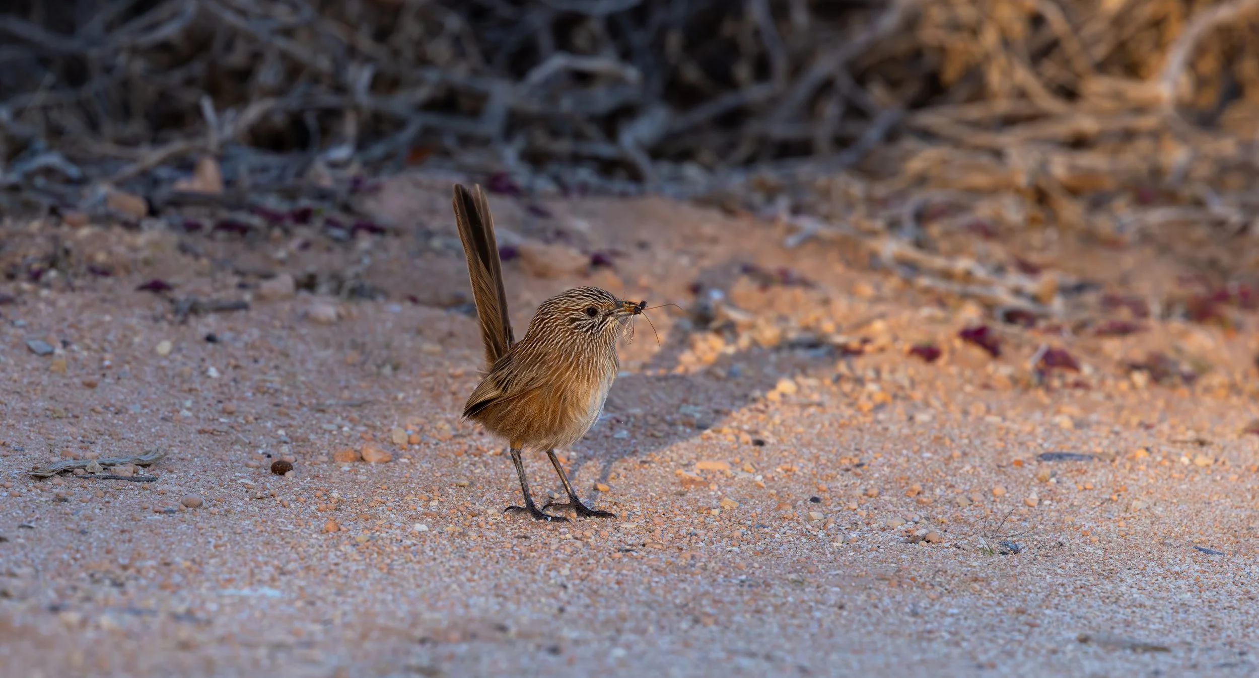 Western Grasswren