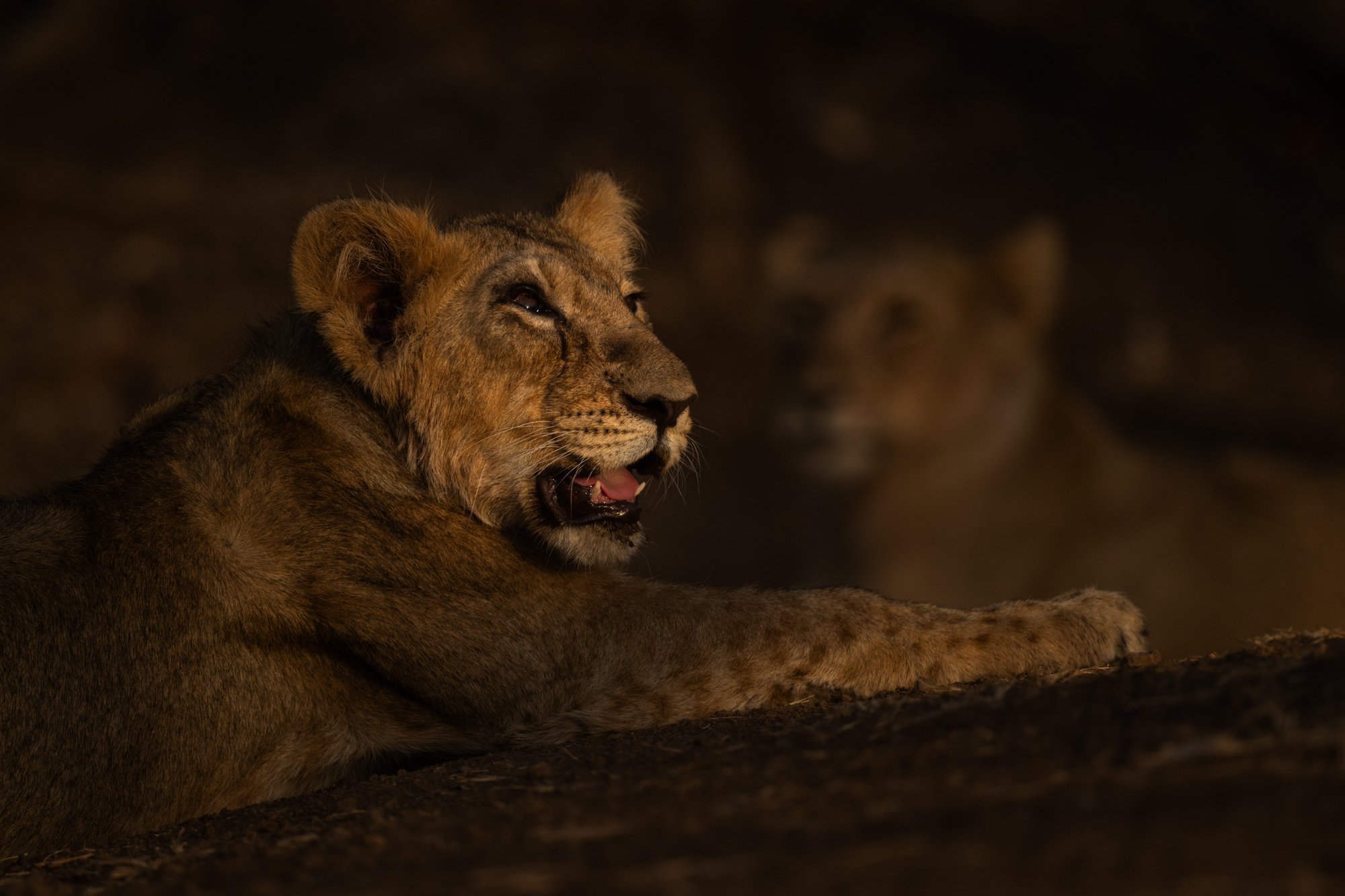 Lion in Light -0289.jpg