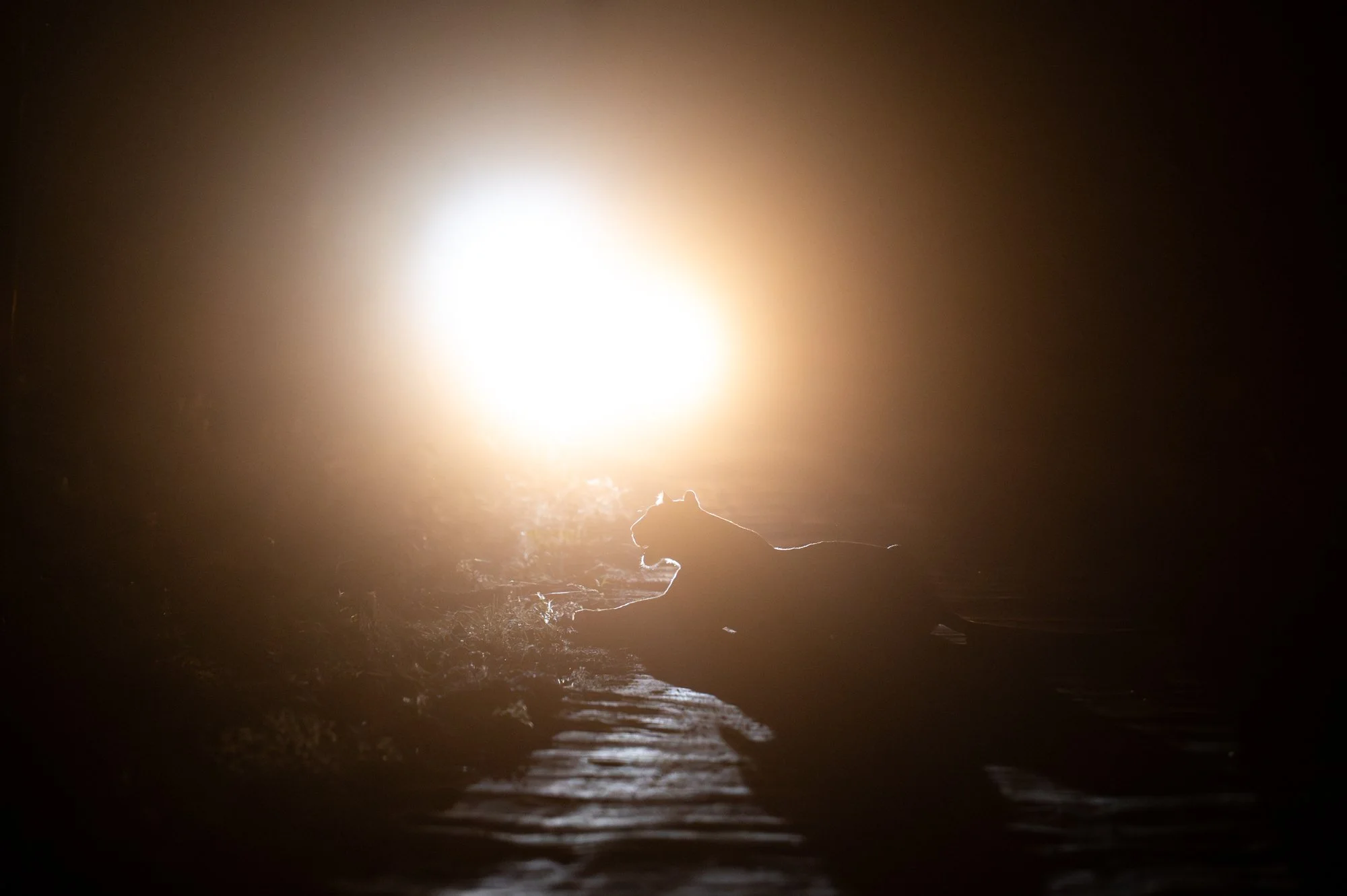 Collarwali roadblock-.jpg